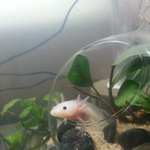 Xoli in glass pod garden
