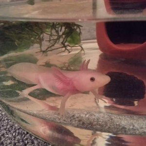 Xoli in small temporary home