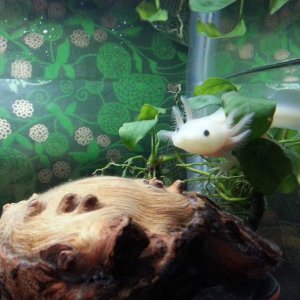 Xoli weaving through plant