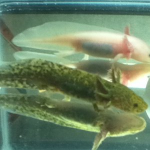 Grep n Voltaire (Voltaire is not my axie, he's my friends)