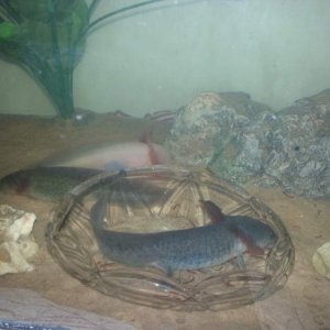 Feeding tub!