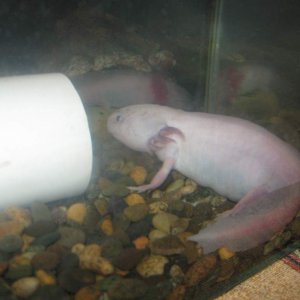 im gonna feed her as many bloodworms as she wants, and im trying to find a bigger tank for her ... do you think she looks like she has metamorphed? sh