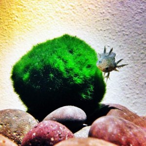 Having a ball