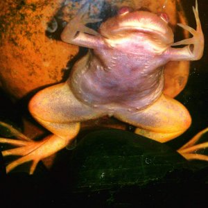 Sapito saying what up