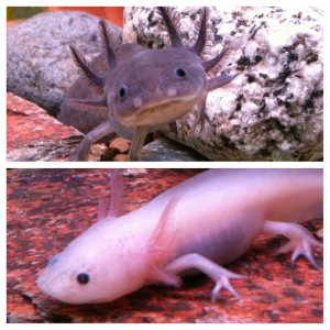 Axolotl babies, April 2013