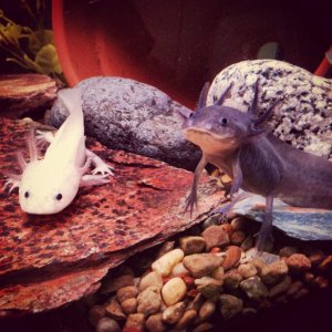 Axolotl babies, April 203