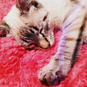 Korra, my tabby point Siamese/Manx mix. She's a rescue baby.