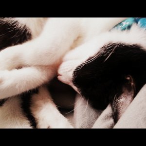 Tiny Cat, a sweet tuxedo I adopted from a friend.