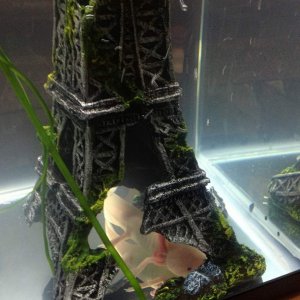 Amigo does Paris