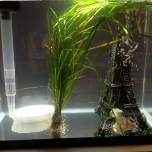 Amigo's tank