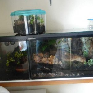 Setups