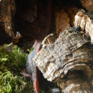 Adults