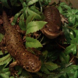 Arnold and Rex at feeding time