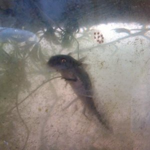 8 month old waltl larvae
