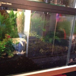 Juvenile Setup