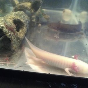 emerald my gfp pinky, she glows so bright