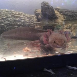 onyx my melonoid 7 in.