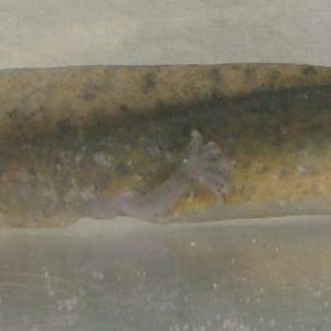 Pre treatment axolotl 1