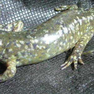 Morphed eating (MM+18dys)