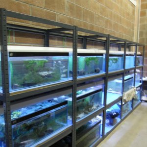 bank of tanks, not all ready yet