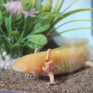 Draco