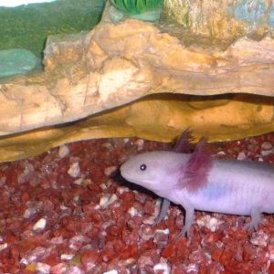 Buddy with his old substrate which I was worried about, so we changed it as soon as we could.