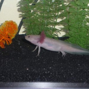 Buddy in his aquarium with the new substrate.
11cms or 4&1/3 inches long today.