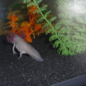 His(her?) tummy seems wrong. He did just eat a little fish (frozen food) but I'm also scared that he'd eaten some of his old gravel. Should I be worri