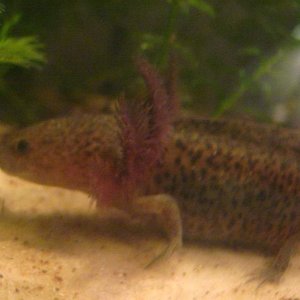 Simon showing off his gills.
