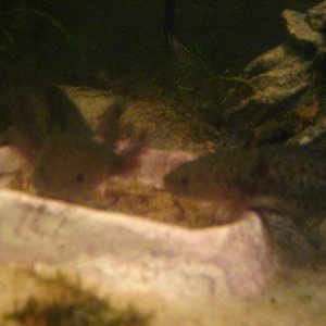 Simon and Pancake checking out their food dish.
