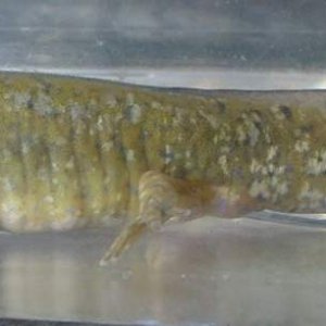 axolotl mid morph +50hrs