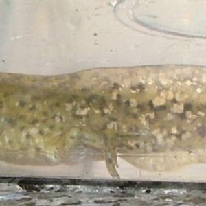 early morphing axolotl 1