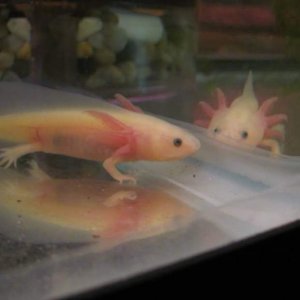 Alabaster; 3+in