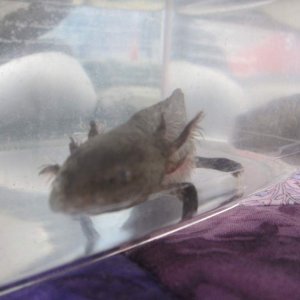 Welcoming Mudkip home (in his hospital tank)