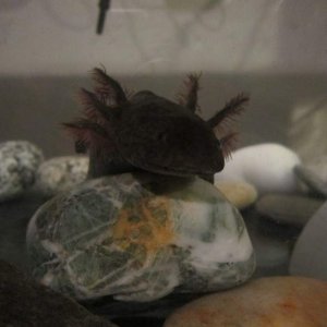 He loves following the camera :)
