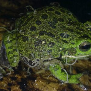 Barking Tree Frog (Hyla gratiosa)