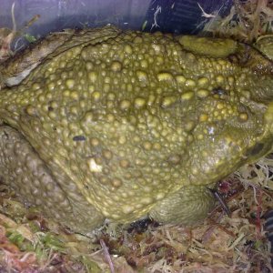 Cane Toad (Rhinella marinus)