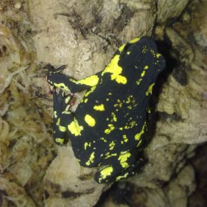 Bumblebee Toad (Melanophryniscus stelzneri)
