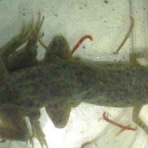 A Congo of Dwarf Frogs! (Hymenochirus boettgeri)