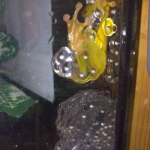 Golden Sedge Reed Frog Spawning (Hyperolius puncticulatus)