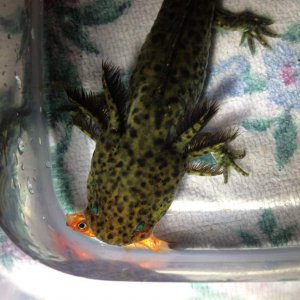Kermit's first fish