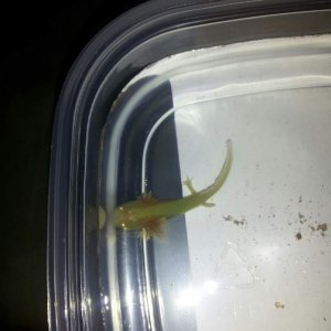 Our new golden albino