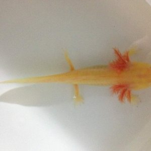 Golden albino getting bigger!!