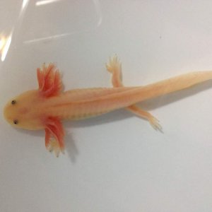 Lueistic he's growing