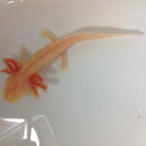 Our albino he is so feisty!!