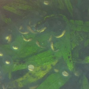 Baby eggs