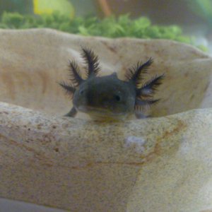 Baby Meelo
