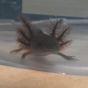 In his moving tub.