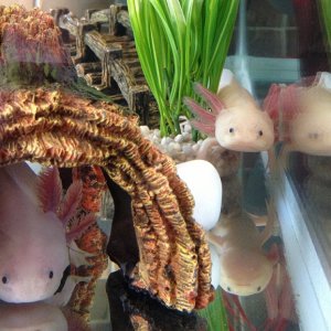 Underlay (left) And Yariba (right)