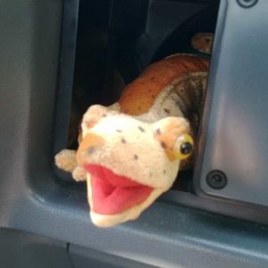 Mustang Vent Salamander